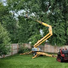 Best Lawn Renovation and Restoration  in Bolinas, CA
