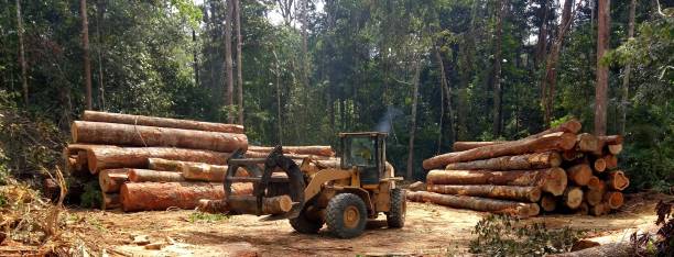 Best Tree and Shrub Care  in Bolinas, CA