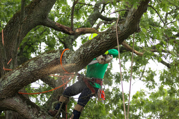 How Our Tree Care Process Works  in  Bolinas, CA