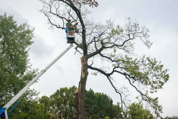 Best Tree Mulching  in Bolinas, CA