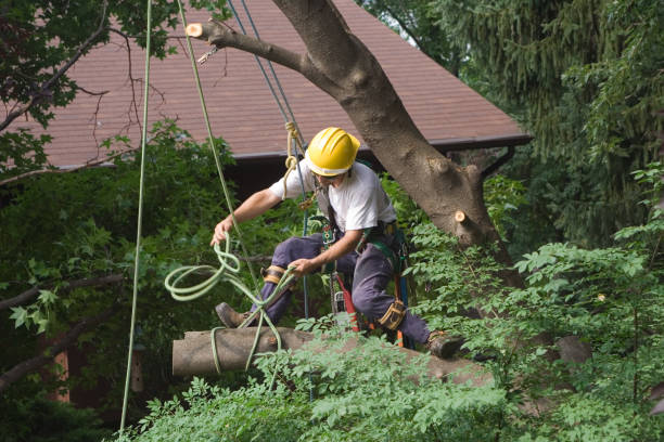 Best Tree Maintenance Programs  in Bolinas, CA
